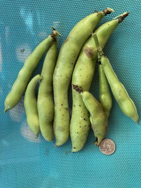8 fava bean pods, some large, with US quarter for scale