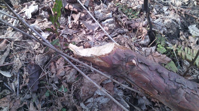 Small log gnawed through by beaver