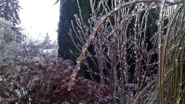 buds and limbs coated with ice