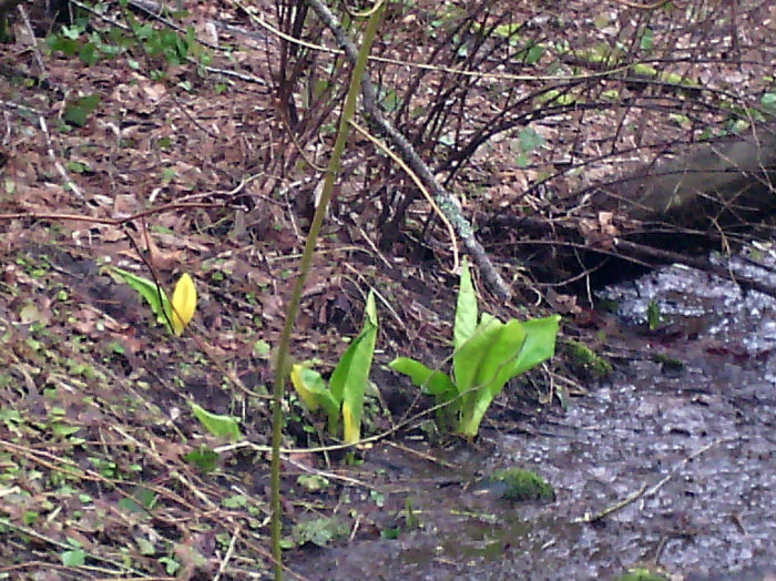 skunk cabbage up and starting to bloom, streamside