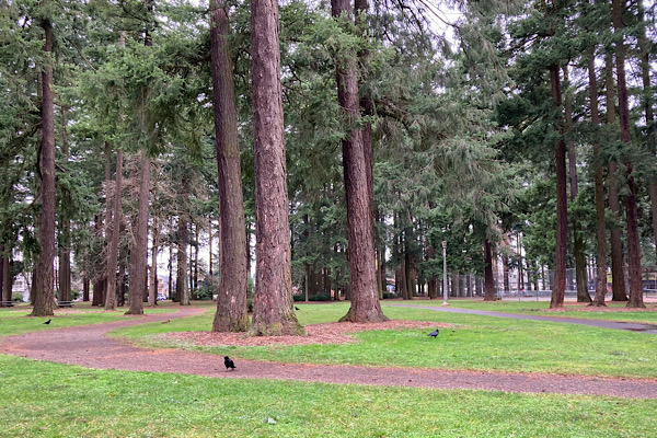 Path through Doug firs on a cloudy day at Mt. Scott park, with crow and squirrel