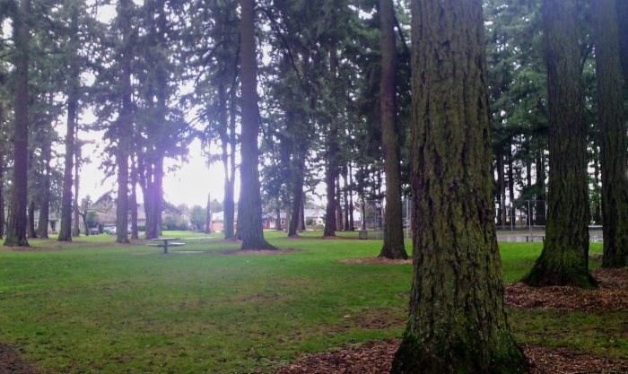 park with Doug firs on an overcast day