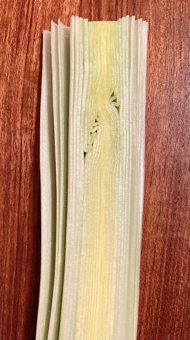 Halved leek with a crimp in some of the inner layers