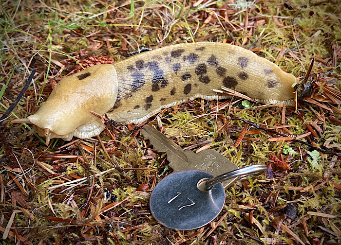 A large banana slug on a background of grass and evergreen needles, with a key alongside for scale. The slug is about twice as long as the key.