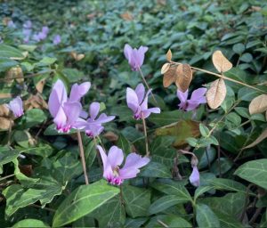 pink cyclamen blooming in a bed of vinca