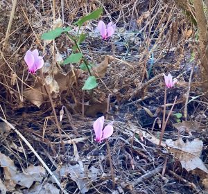 four pink cyclamen blossoms on slender stalks, growing amidst brown Oregon grape leaves and filmy spiderwebs