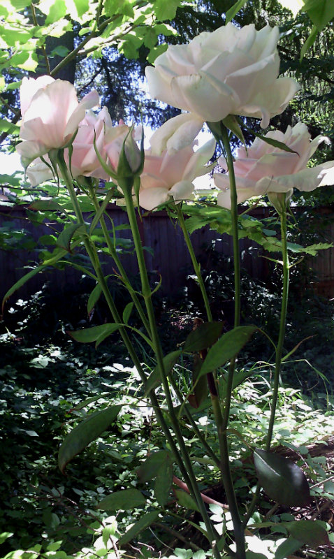 five pink roses blooming in a corona from one stem