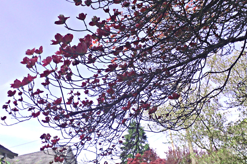 dogwood bough starting to bloom