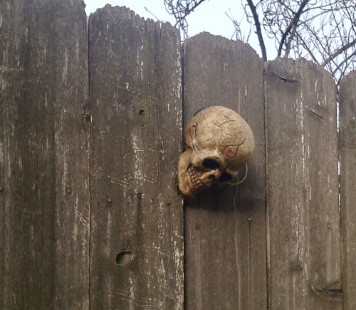 weathered board fence with a plastic skull mounted on it