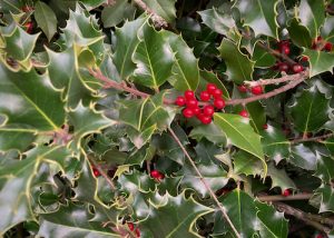 a thick tangle of holly, with shiny green leaves and red berries