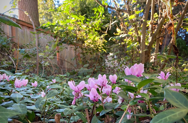 pink cyclamen amidst other greenery in a backyard