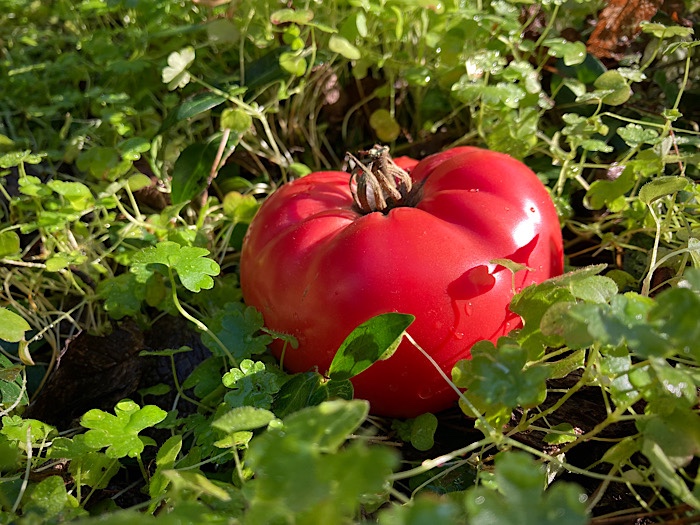Red Brandywine tomato artfully nestled in some attractive green weeds