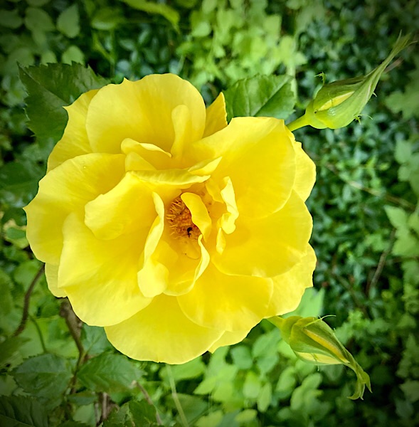 yellow rose bloom seen from above against greenery