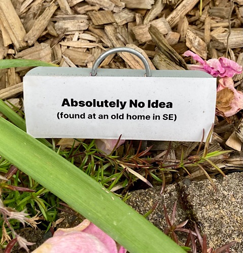 printed on a small plant marker staked in the ground: "Absolutely No Idea (found at an old home in SE"