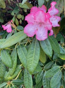 pink rhododendron blossoms and their greenery