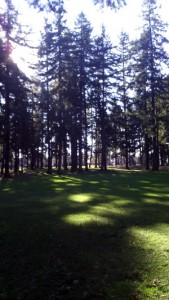 sun through fir trees at Mt. Scott Park, with green lawn