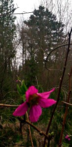 salmonberry blossom against background of briars and evergreens